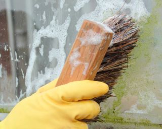cleaning greenhouse windows