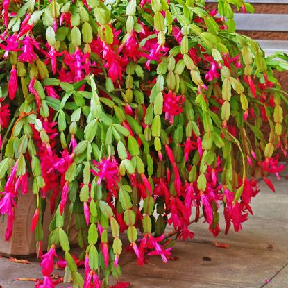 Large Christmas cacuts on the patio