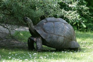 An Aldabran giant tortoise in the Seychelles Islands.