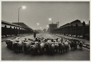 Sheep going to the slaughter house, early morning Caledonian Road, London, 1965. Image: Don McCullin