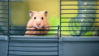 Hamster looking out of cage door