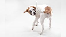 A brown and white St. Bernard puppy chasing his tail in studio.