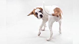 A brown and white St. Bernard puppy chasing his tail in studio.