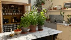 A set of three basil plants on a marble kitchen island