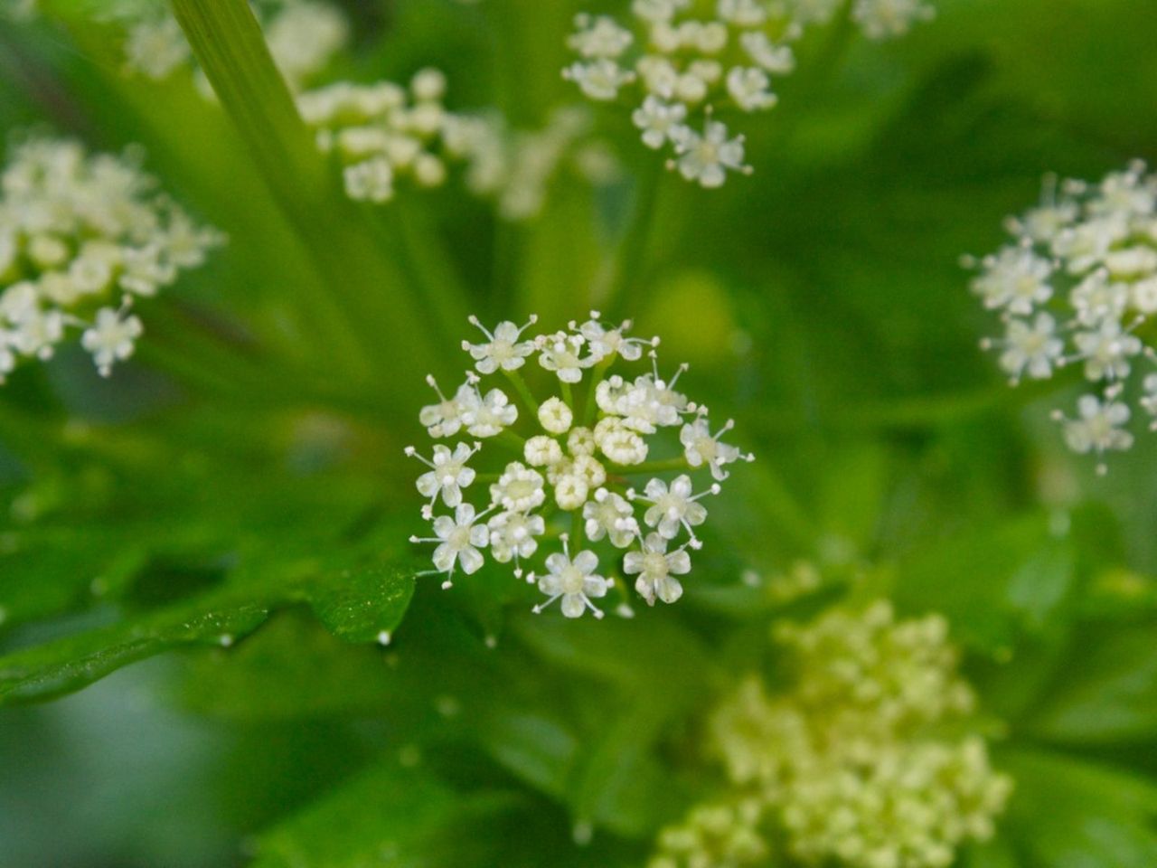 Blooming Celery Plant