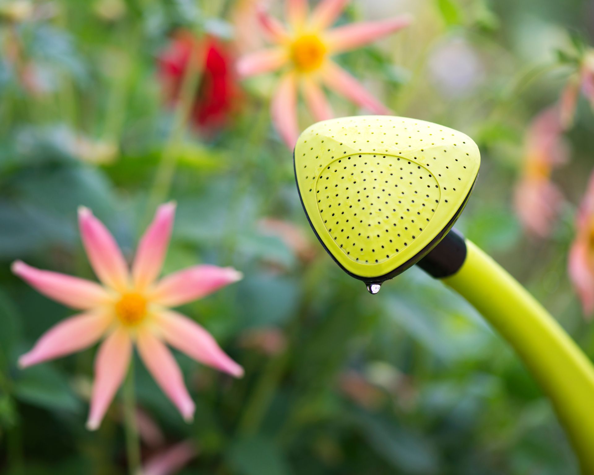 Watering can with water drops(Dahlia)