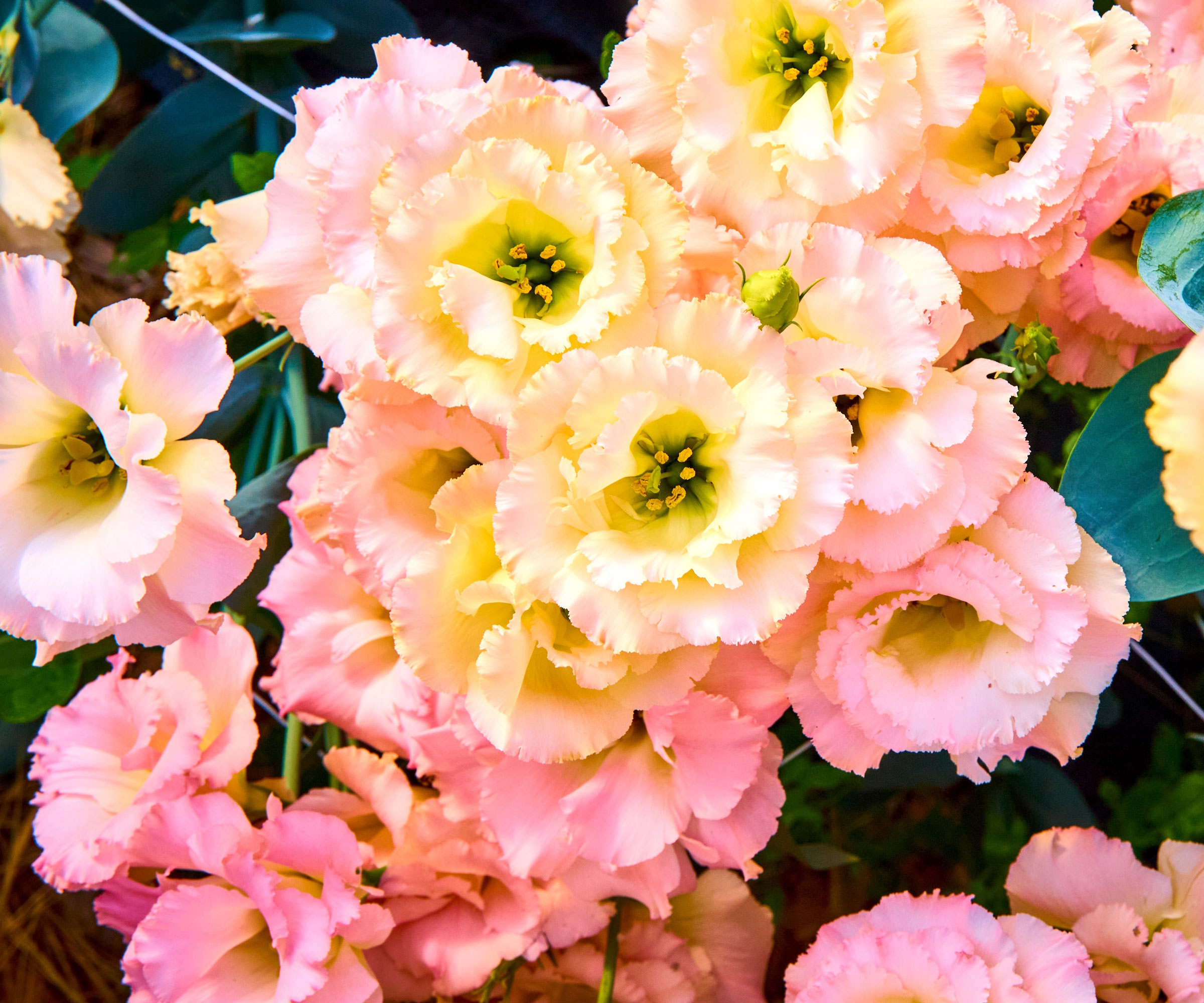 lisianthus with pink and apricot petals in full bloom