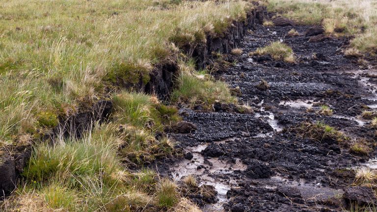 a peat bog in Ireland