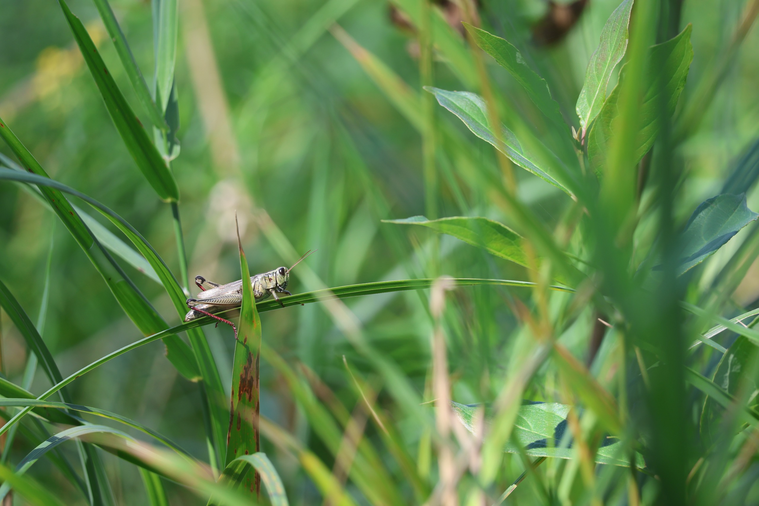 A sample image taken with the Canon EOS R8 Mark II and the RF 100-400mm f/5.6-8 IS USM