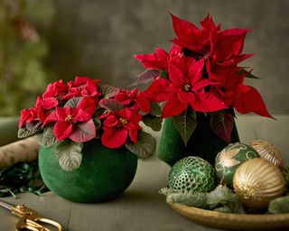 Bright red poinsettias in green pots