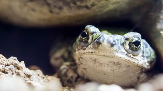 Sonoran Desert Toad under a rock