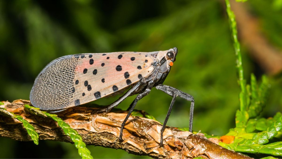 What plants attract spotted lanternflies? Avoid these 5 for a pest-free ...