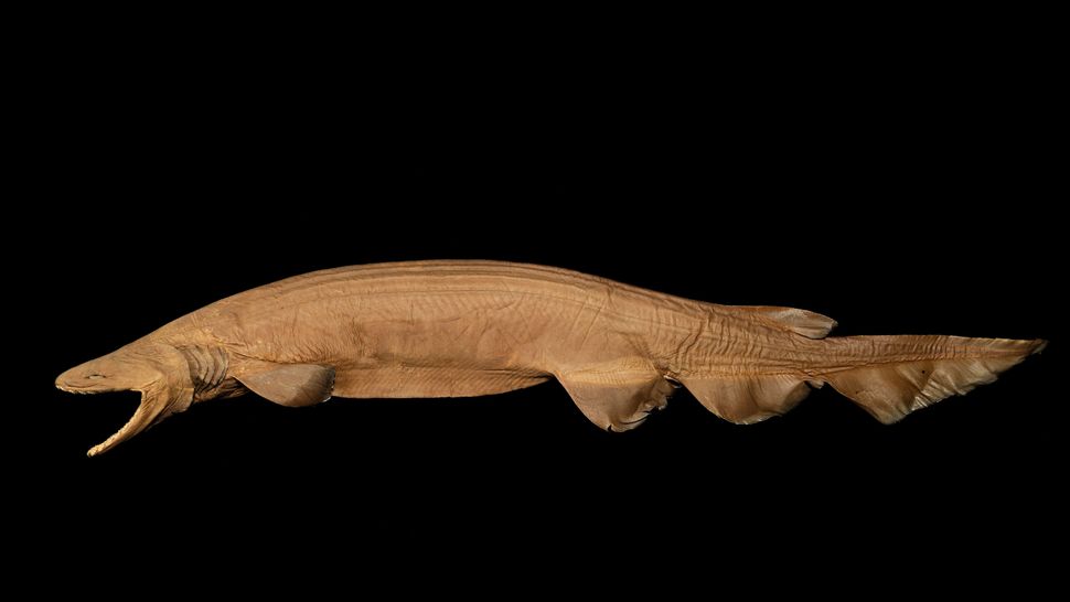 32 truly bizarre deepsea creatures Live Science