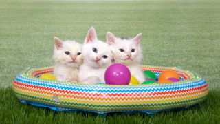 3 white kittens in play pool