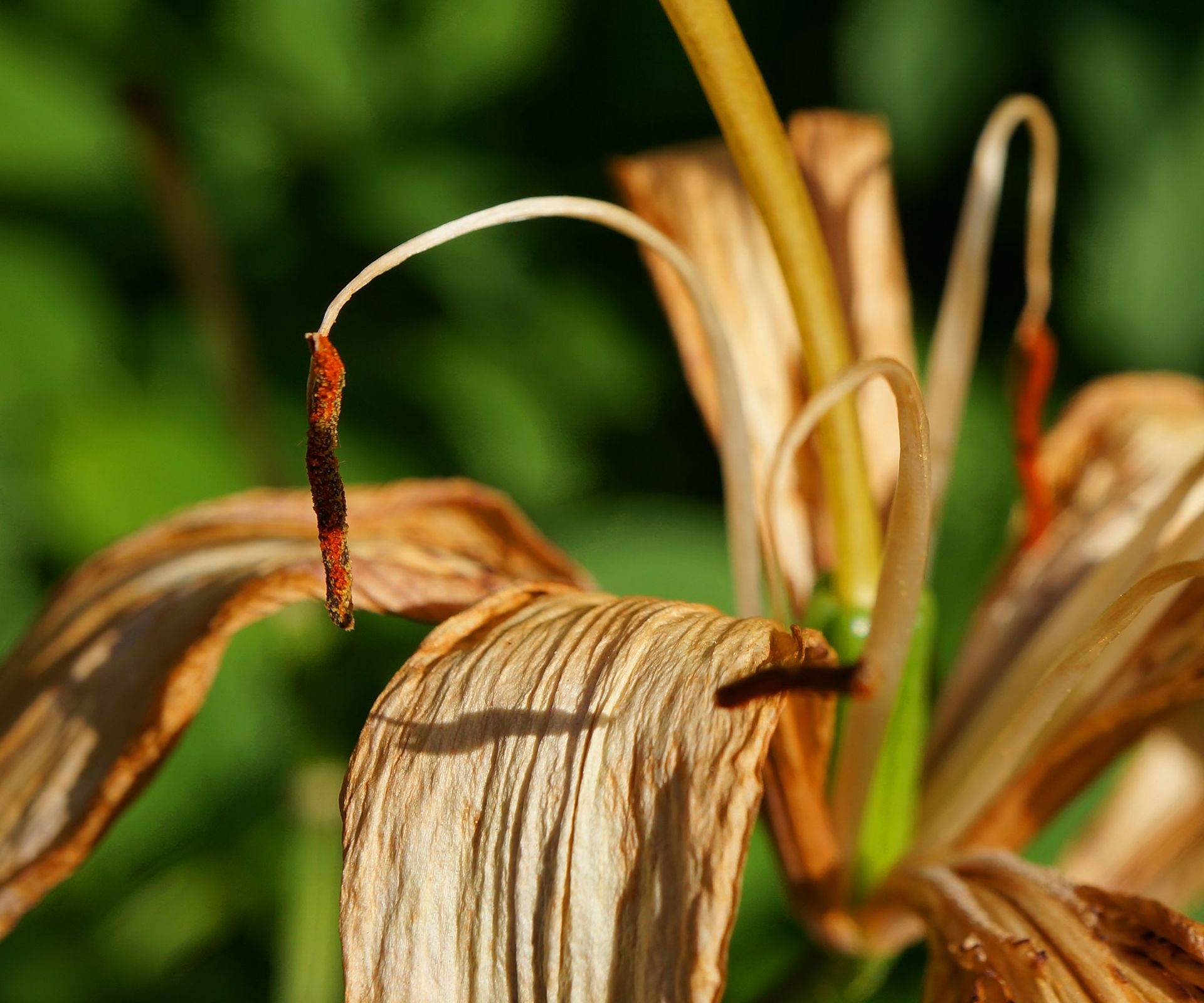 fading lily flower in close detail showing seed head