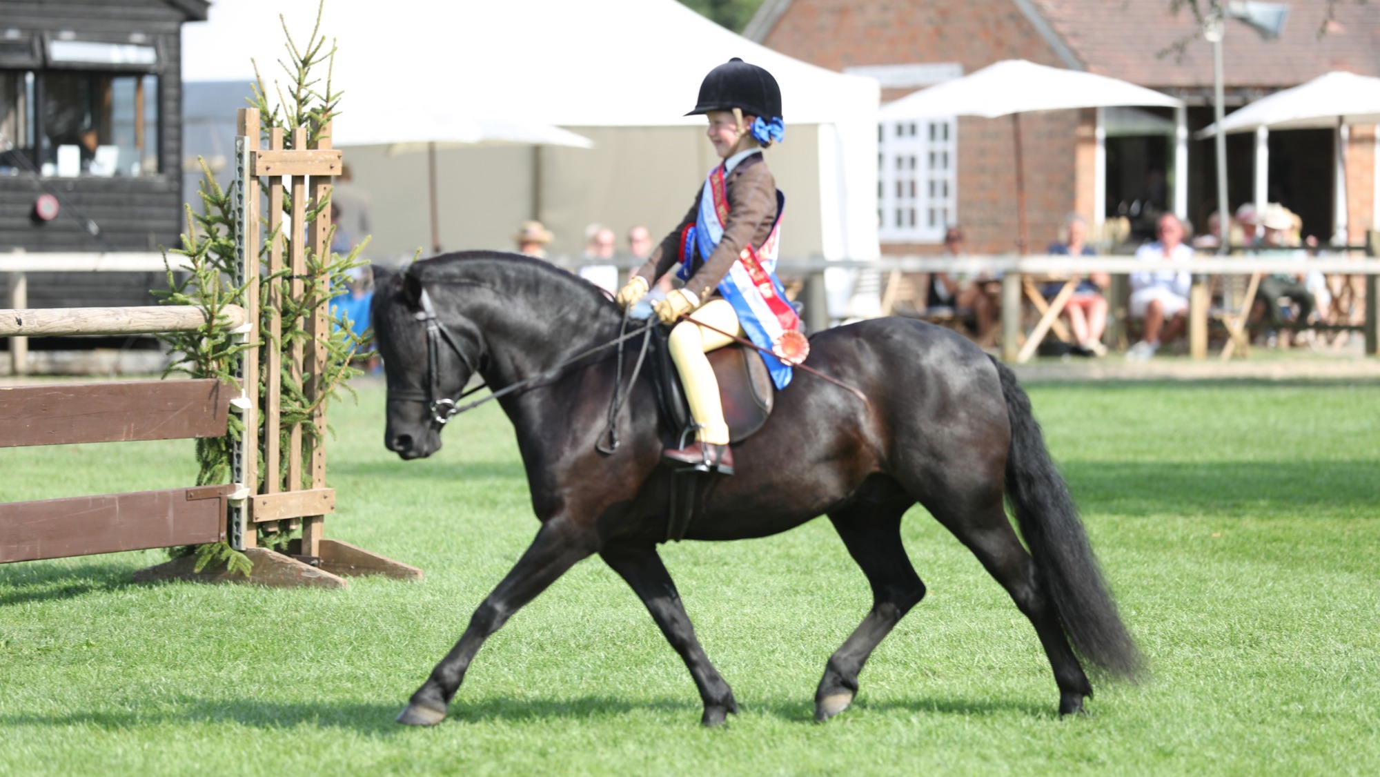 Black Dartmoor pony Dykes Blue Moon trots across the ring after winning the first ridden class at the Royal International 