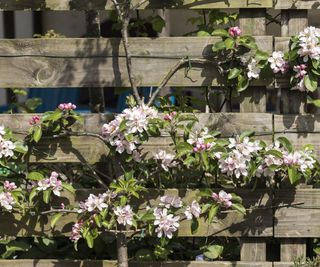 An apple espalier in blossom against a fence