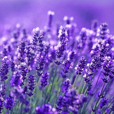 bright purple flower heads in detail