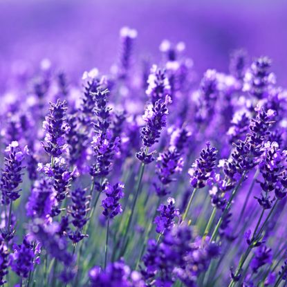 bright purple flower heads in detail