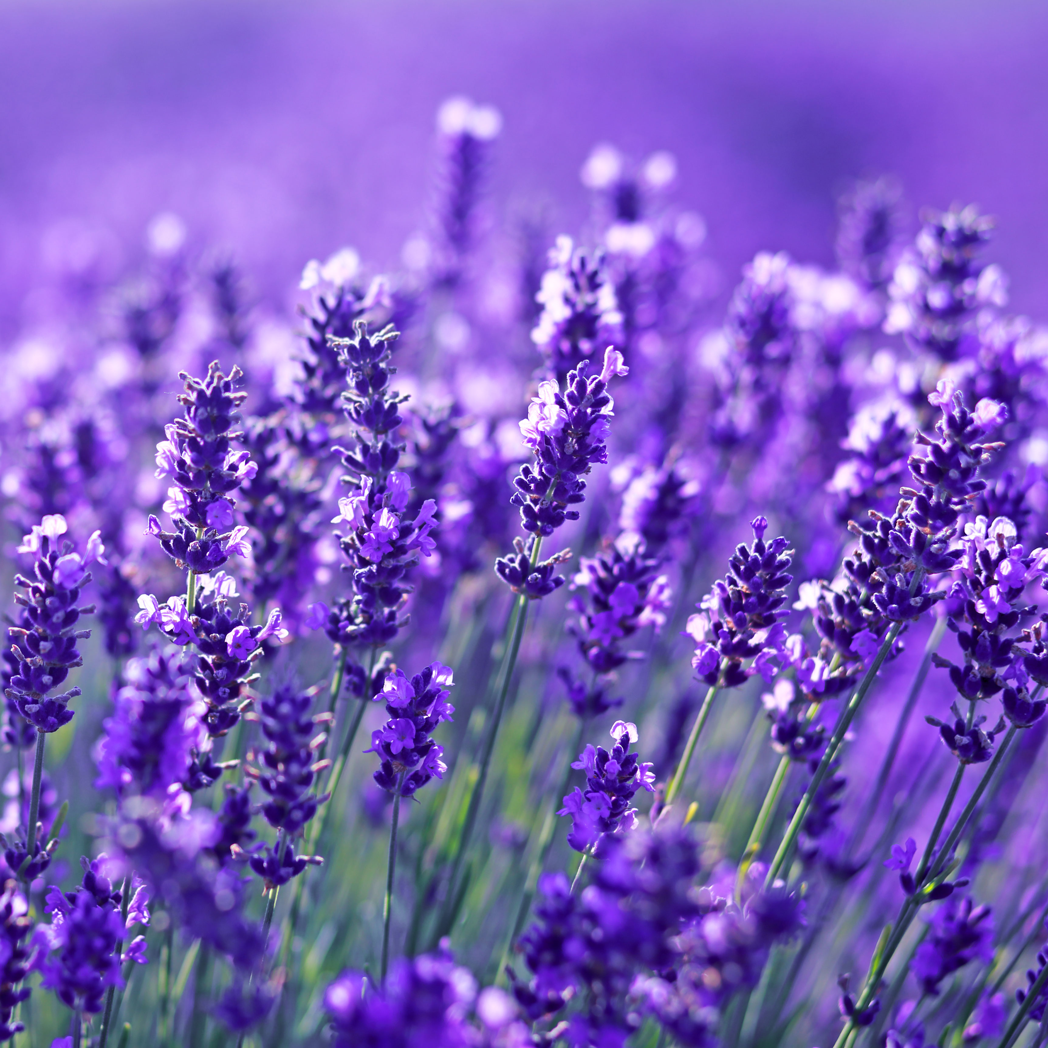 bright purple flower heads in detail