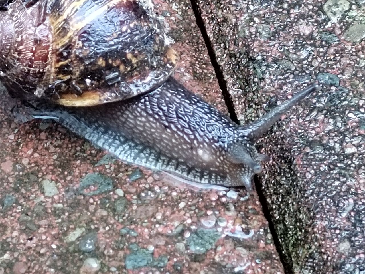 Apexel 200x smartphone micropscope sample images