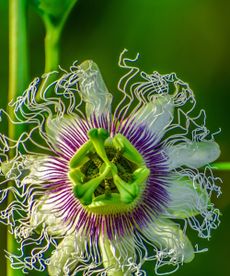 White and purple passion flower in bloom during summer