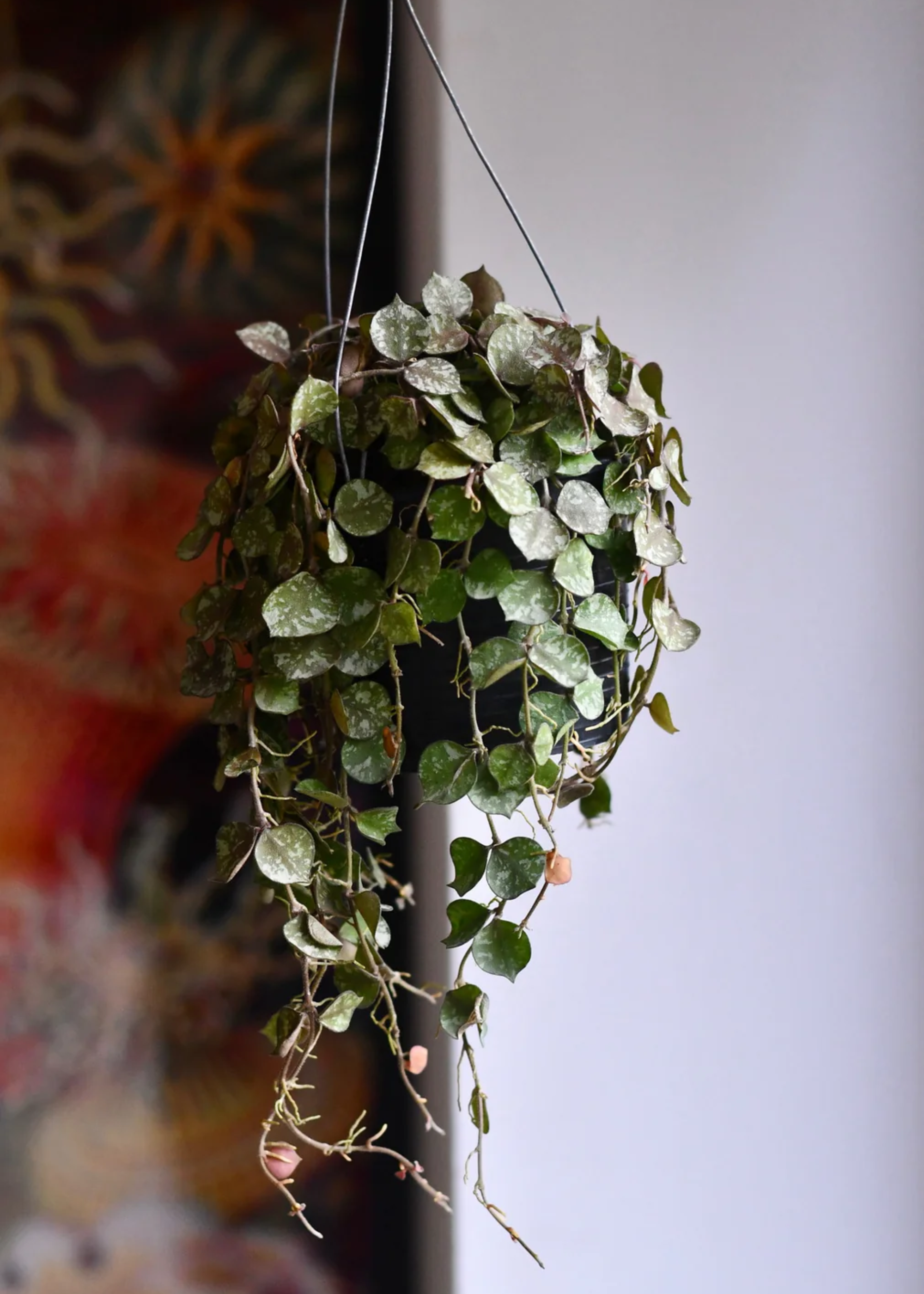 A hoya curtisii plant in a hanging pot