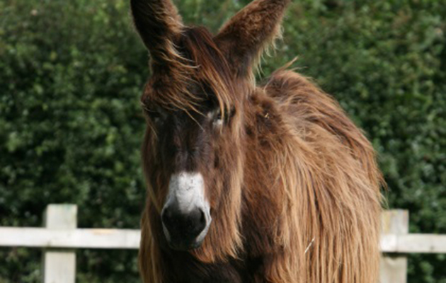donkey.jpg