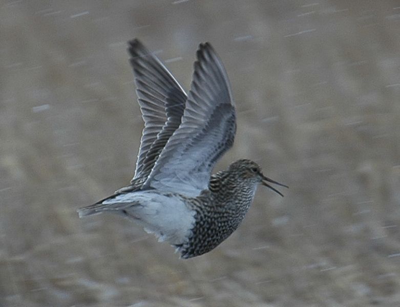 Flying pectoral sandpiper