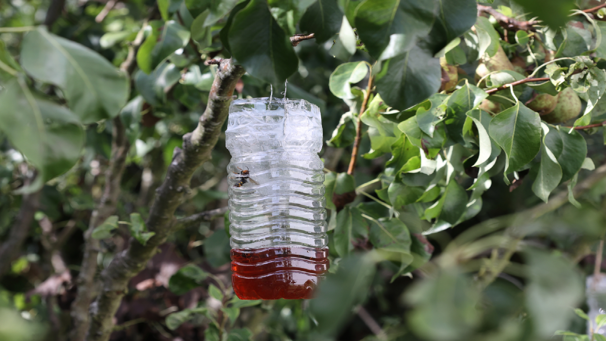 Wasp trap hanging in tree 