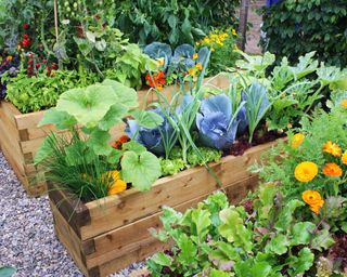 Stacked raised beds to create tall accessible planting