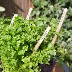 Labelled parsley, basil, coriander and mint plants