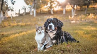 Best dog and cat names — dog and cat sitting together on the grass