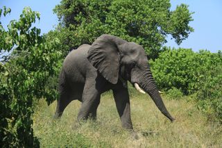 Elephant with tracker