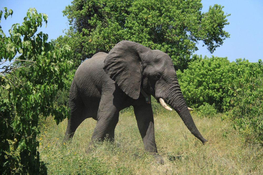 Elephant All-Nighters? Giant Beasts Sleep Only 2 Hours | Live Science