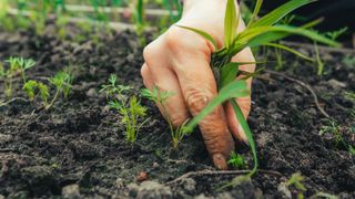 picture of woman taking out weeds