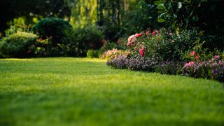 Green grass lawn with blooming flower bushes 