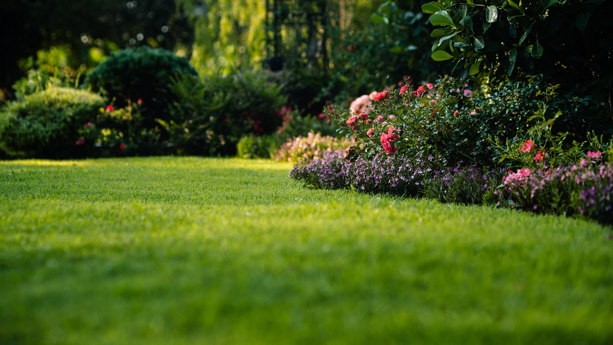 Green grass lawn with blooming flower bushes 