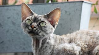 Devon Rex