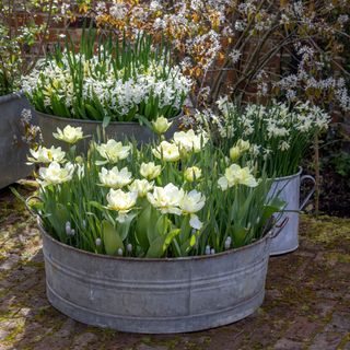 tulips, hyacinths and narcissus in large galvanised planters