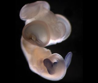 The embryo of an Anolis lizard, with the purple stain showing the expression of the hind limb/phallus gene Tbx4. Legs and phalluses are both outgrowths of the body, so evolution has stayed efficient by using similar genetic sequences for the development of both.