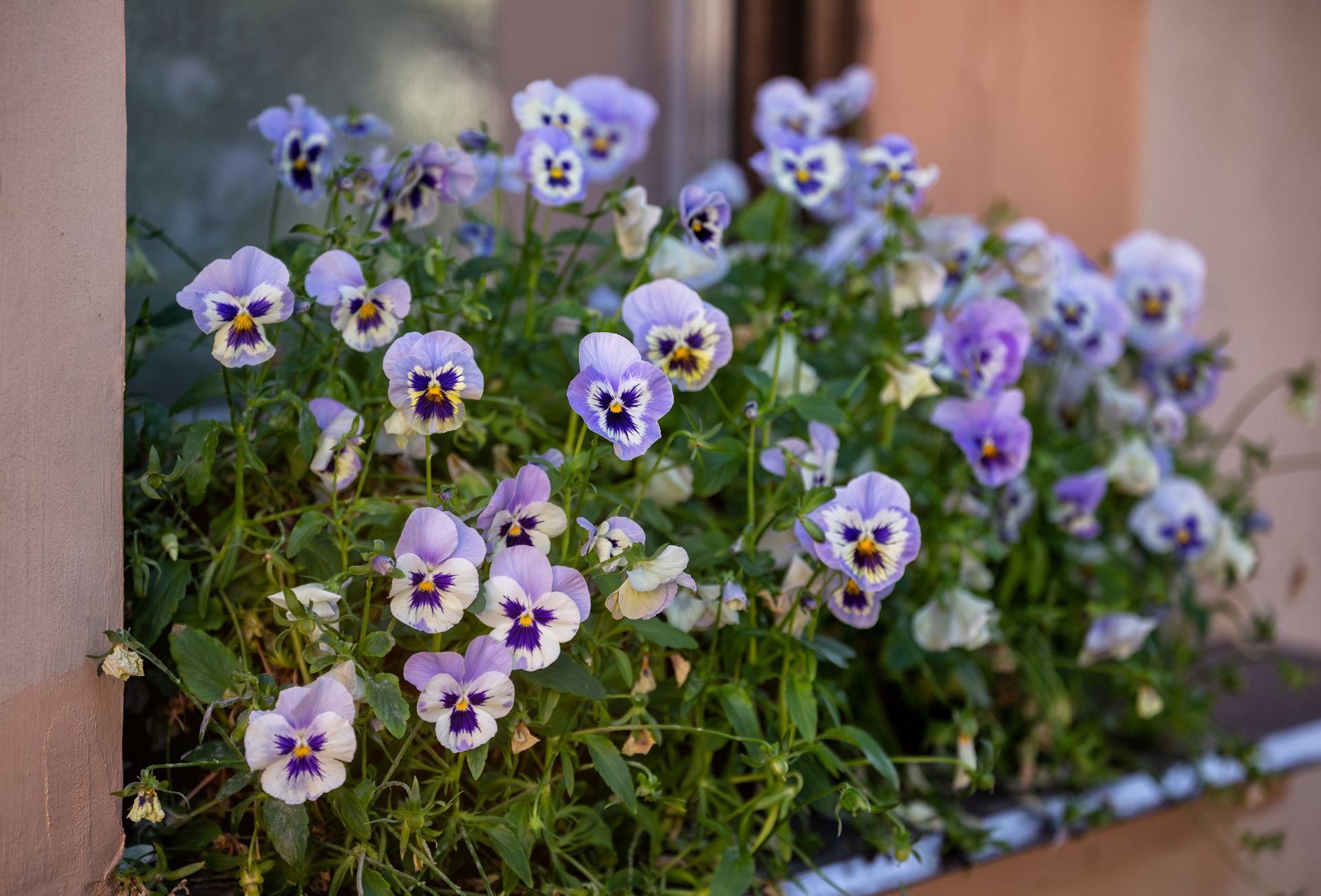 WHAT FLOWERS WORK BEST IN WINDOW BOXES visual data 7