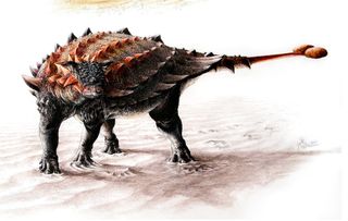 How Armored Dinosaur Got Its Bone Bashing Tail Live Science