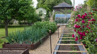kitchen garden and climbing roses