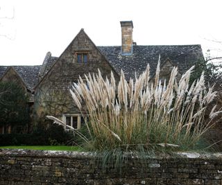A pampas grass plant growing outside of an old brick cottage