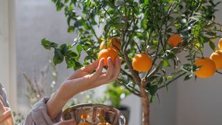 Picking orange fruit