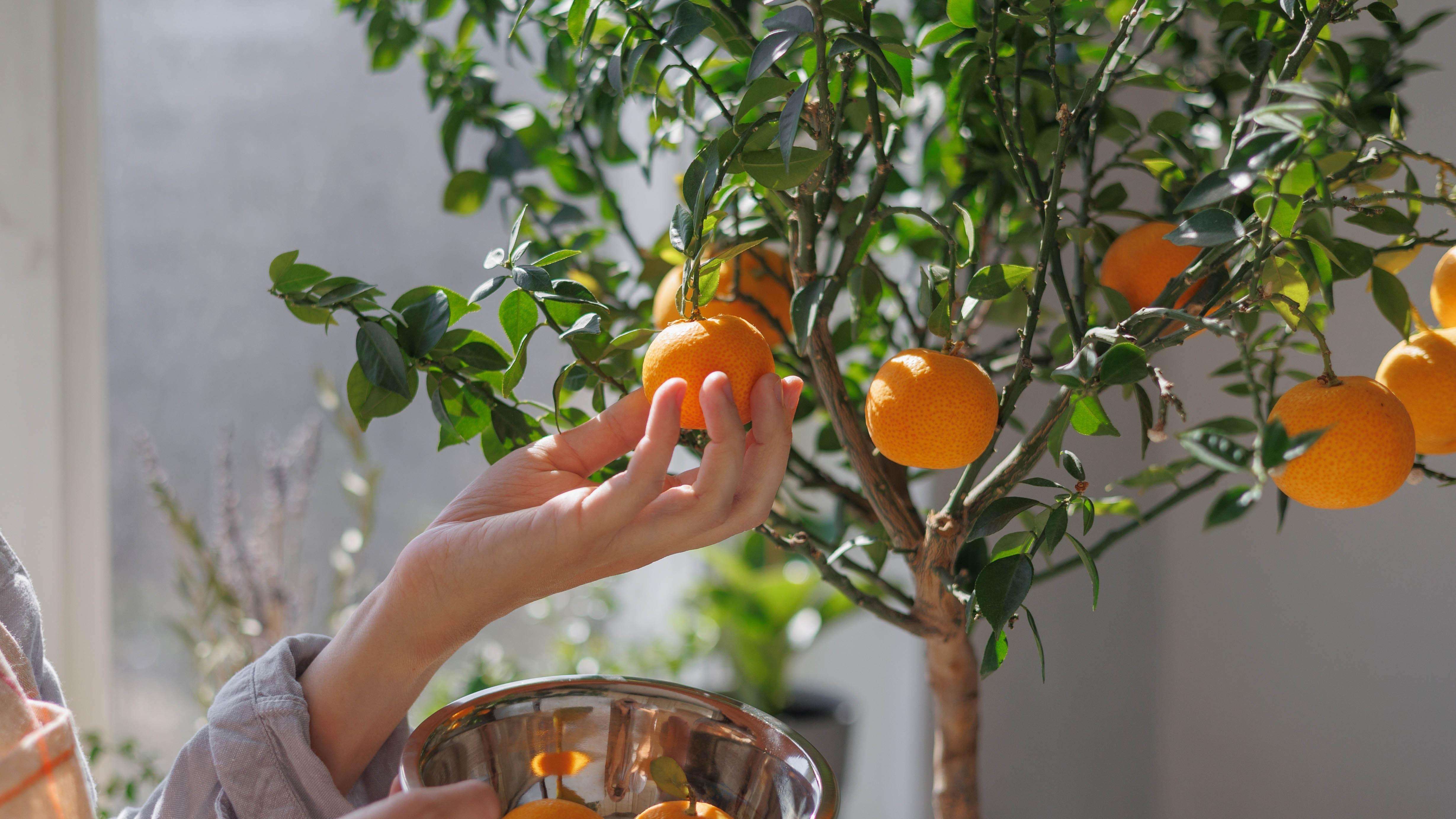 Сбор апельсиновых фруктов