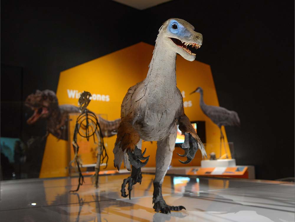 Photos: Birds Evolved From Dinosaurs, Museum Exhibit Shows: Page 3 ...