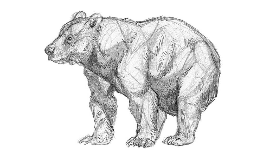 How to draw a bear: Final bear drawing