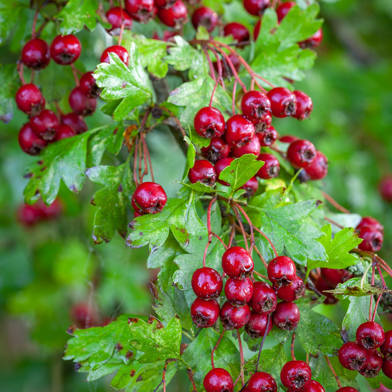 Hawthorn Hedging